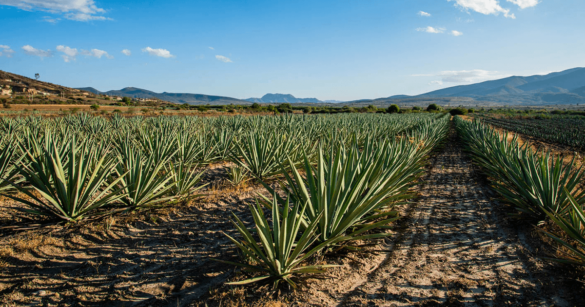 ¿Con qué agave se hace el mezcal? - Mezcal Mitre