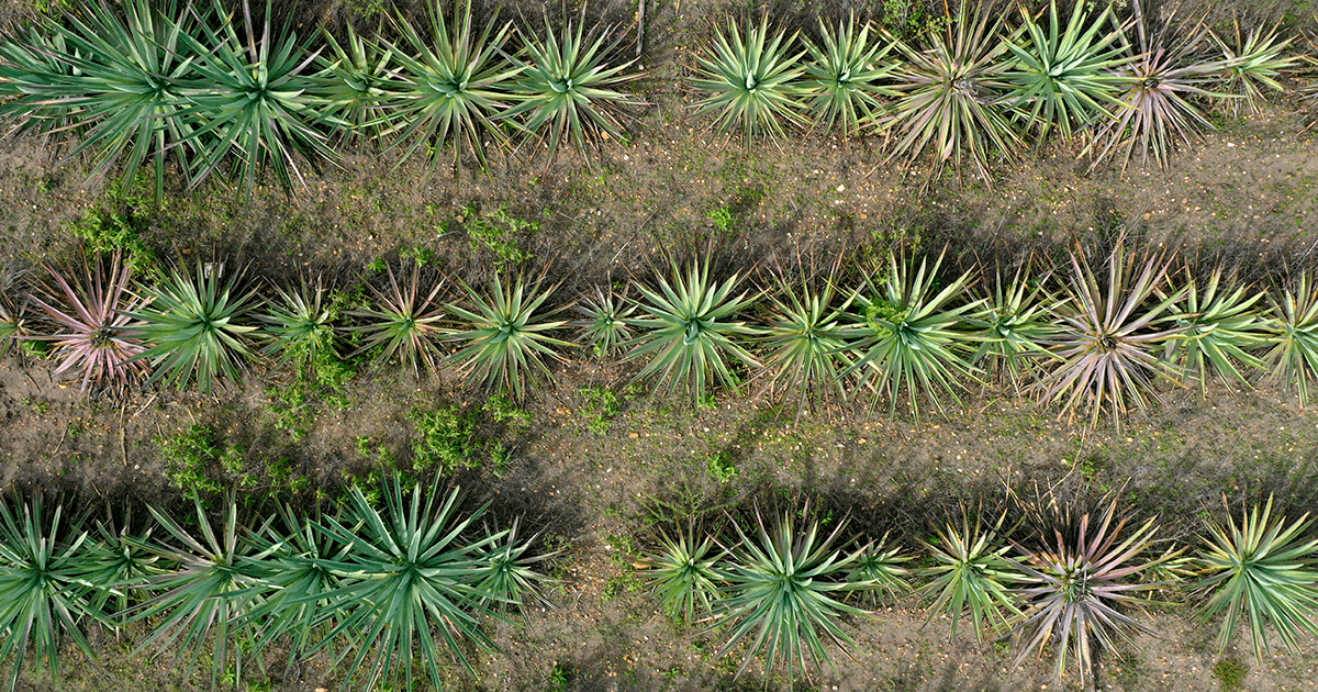 ¿Cómo se clasifica el mezcal? - Mezcal Mitre
