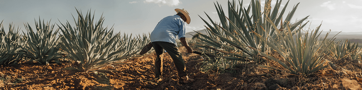 La Clave del Mezcal Perfecto: El Rol Esencial de los Maestros Mezcaleros en Mezcal Mitre - Mezcal Mitre