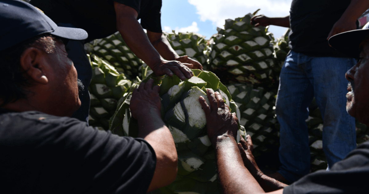 La Historia del Mezcal: Orígenes e Importancia Cultural en México - Mezcal Mitre