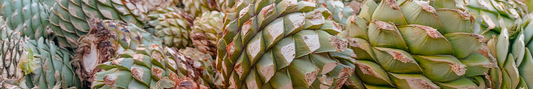 ¿Nuevo en el mundo del mezcal? Empieza por aquí