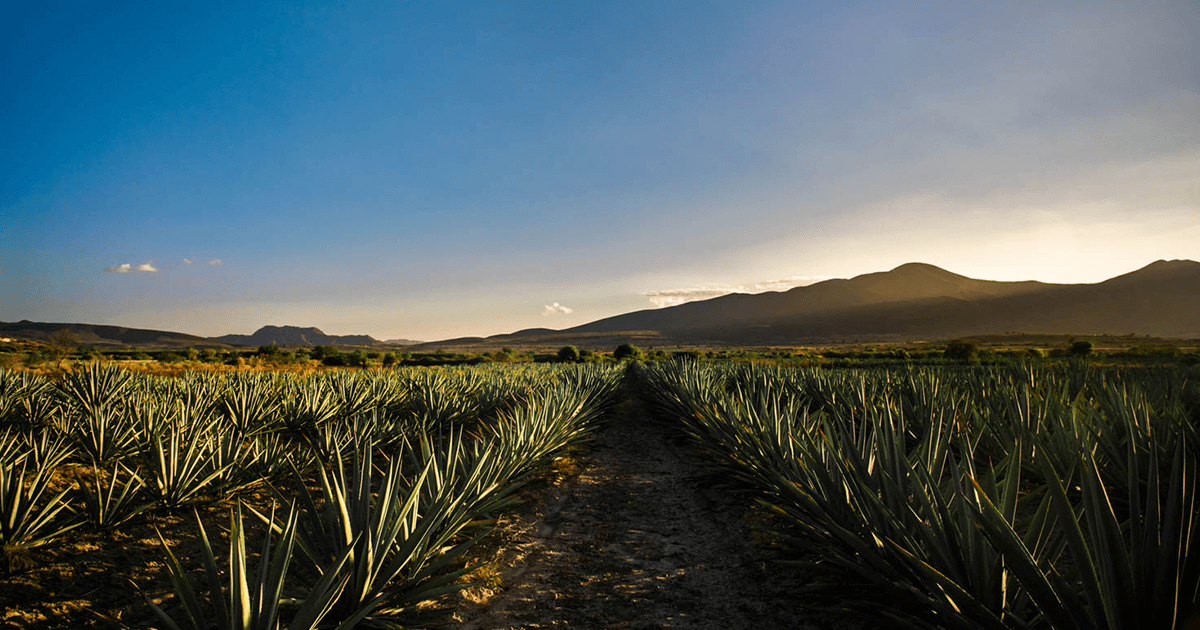 ¿Qué es la denominación de origen? - Mezcal Mitre