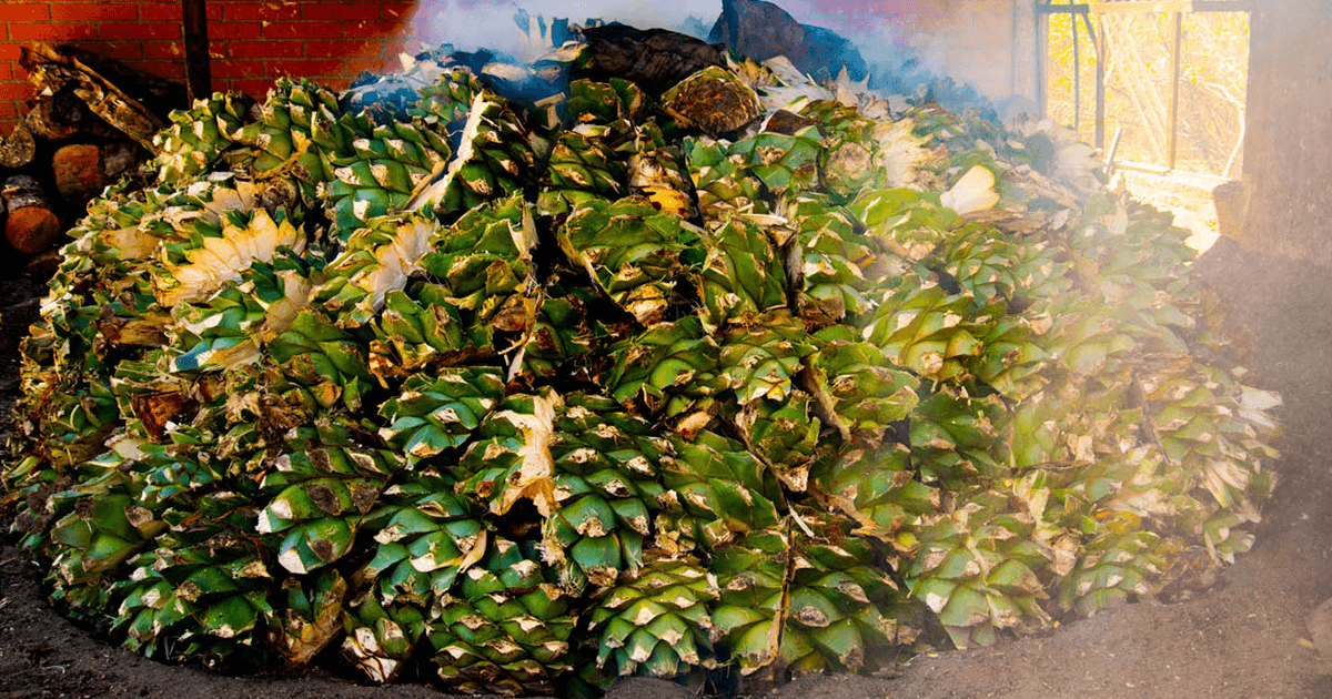 ¿Por qué el mezcal es ahumado? - Mezcal Mitre