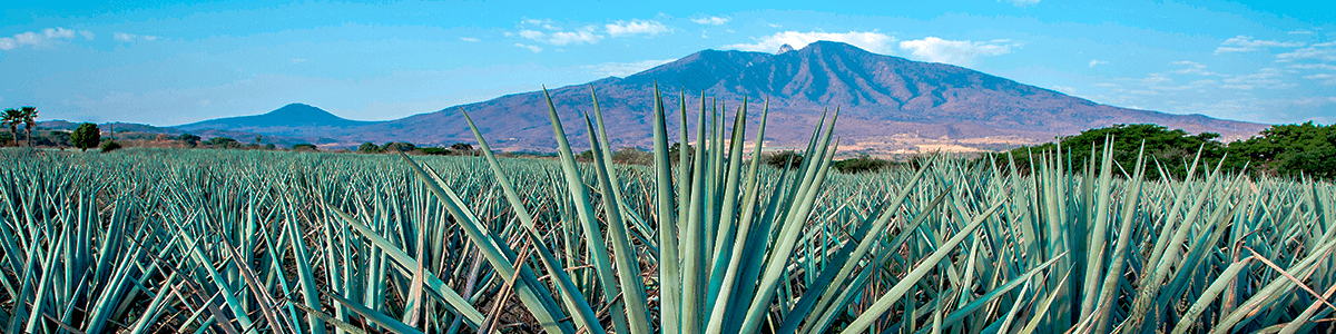¿Sabías que el mezcal puede ser elaborado con más de 30 tipos de agave? - Mezcal Mitre