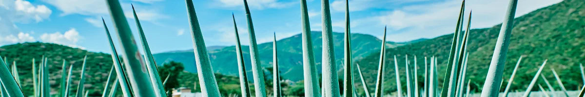 Hojas de agave azul en campo oaxaqueño, inspiración del mezcal artesanal Mezcal Mitre.