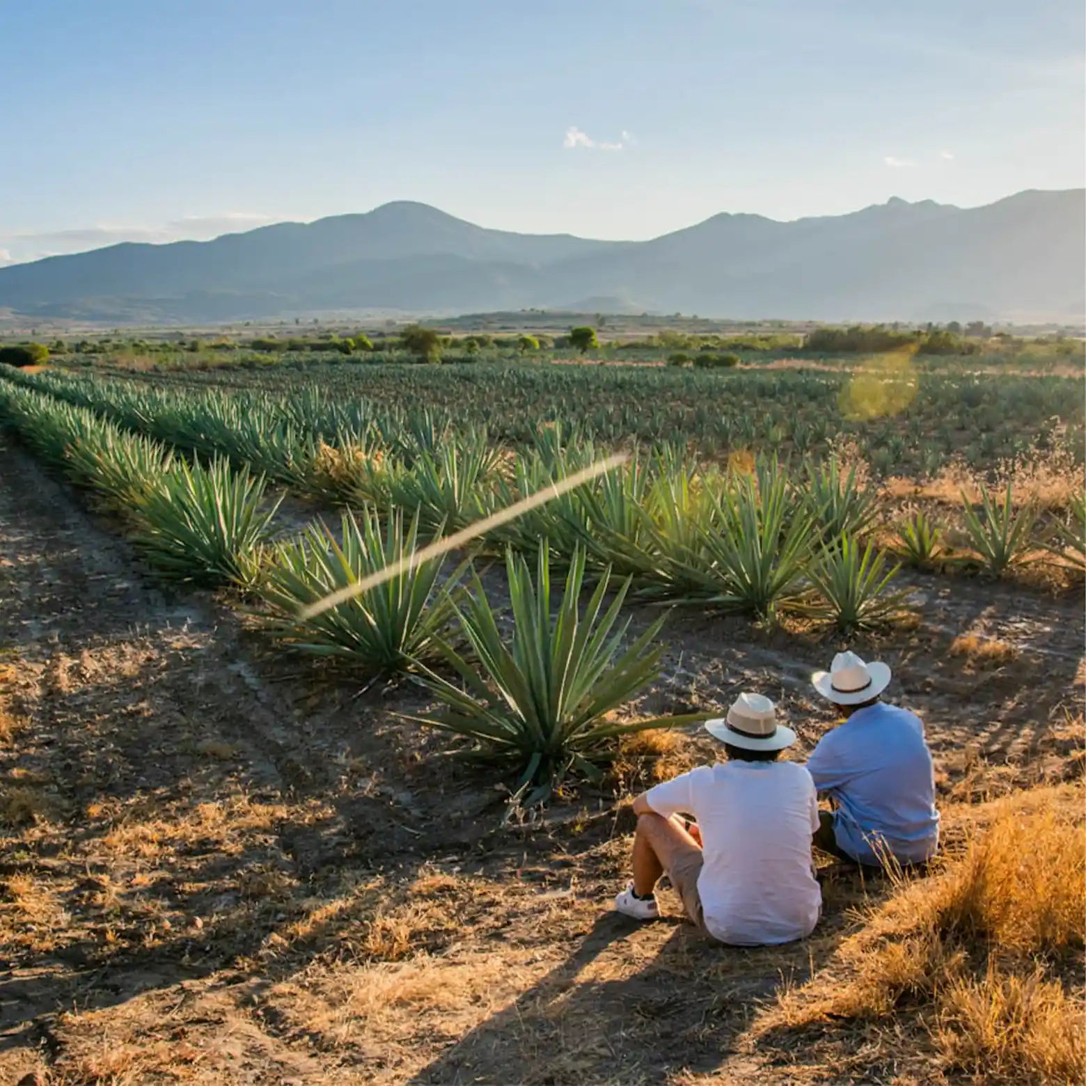 Campos de agave en Oaxaca al atardecer, origen artesanal de Mezcal Mitre.